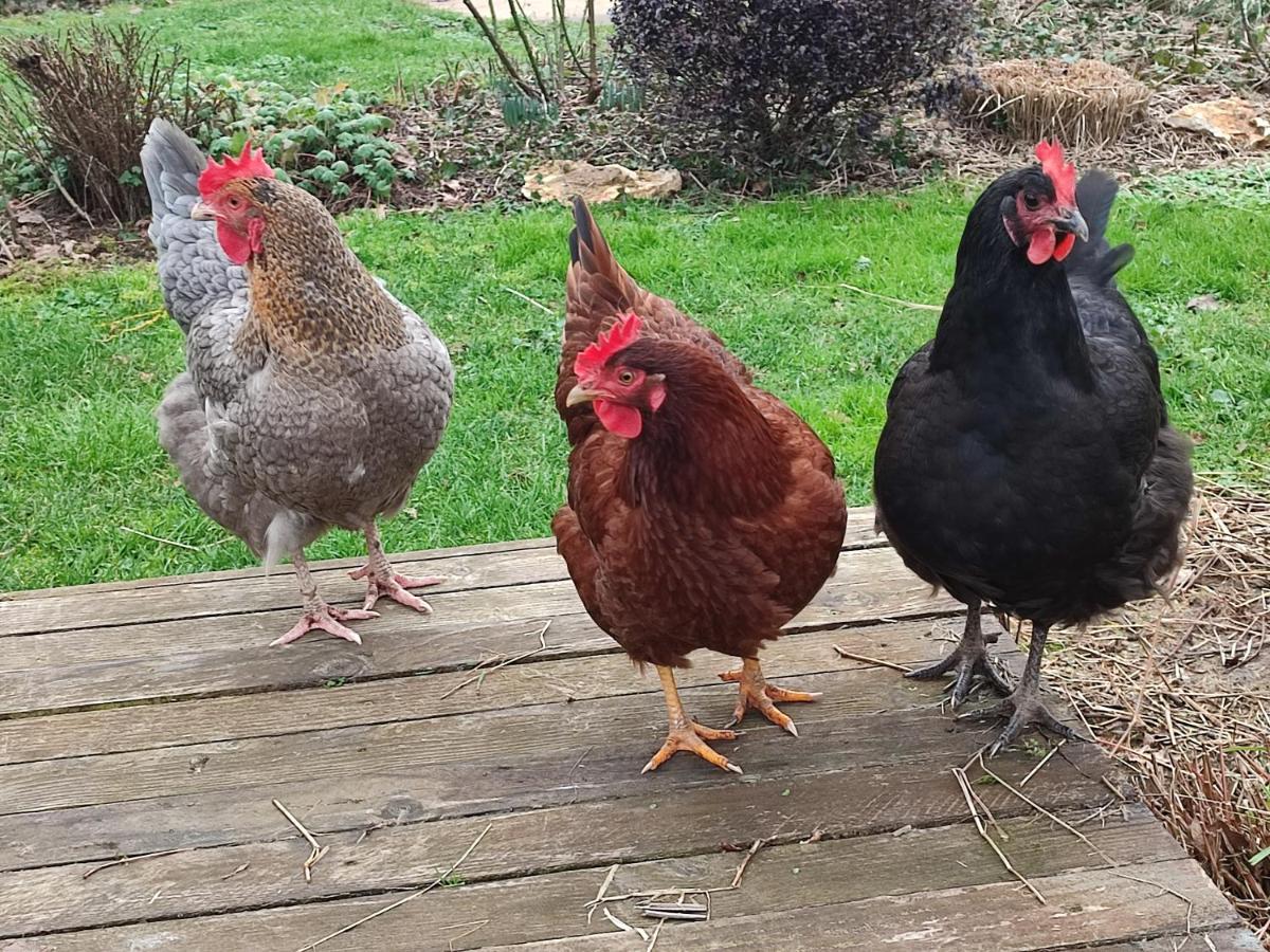 Cigogne Au Jardin De La Marquetterie 빌라 외부 사진
